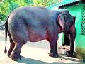 मेळघाटात कामकरी हत्तीला गूळपोळीचा नाष्टा - Marathi News | Nomad to Kamkari Elephant in Melghat | Latest amravati News at Lokmat.com