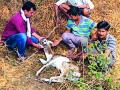 कुत्र्यांच्या तावडीतून वाचविला काळविटचा जीव - Marathi News | Blacks survived the dogs | Latest amravati News at Lokmat.com
