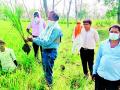 उन्हाळी धान पिकावर अज्ञात रोगाच्या सावटाने शेतकरी चिंतेत - Marathi News | Farmers worried over summer paddy crop | Latest bhandara News at Lokmat.com