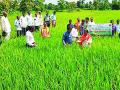 शेतकऱ्यांच्या उन्नतीसाठी शेतीशाळा - Marathi News | Farming for the upliftment of farmers | Latest gondia News at Lokmat.com