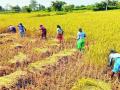 जिल्ह्यात धान कापणीचा हंगाम जोमात - Marathi News | Paddy harvesting season is in full swing in the district | Latest bhandara News at Lokmat.com