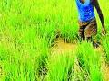 शेतकऱ्यांना तातडीने पीक कर्ज द्यावे - Marathi News | Provide crop loans promptly to the farmers | Latest chandrapur News at Lokmat.com