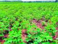 बोंडअळीच्या नियंत्रणासाठी ‘क्रॉपसॅप’ - Marathi News | 'CropSap' to control bandwidth | Latest chandrapur News at Lokmat.com
