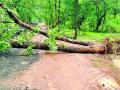 झाडे कोसळल्याने मार्ग बंद - Marathi News | Roads closed due to falling trees | Latest gadchiroli News at Lokmat.com