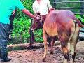 १ लाख १३ हजार जनावरांना लसीकरण - Marathi News | Vaccination of 1.35 million animals | Latest gadchiroli News at Lokmat.com