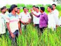 626 हेक्टरमधील गर्भावस्थेत असलेल्या धानपिकाचे झाले तणस - Marathi News | Weeds of 626 hectares of germinated rice crop became weeds | Latest gadchiroli News at Lokmat.com