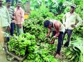 शेतकºयाने फुलविली केळीची बाग - Marathi News |  Farmer flower garden banana garden | Latest gondia News at Lokmat.com