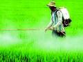 बंदी असलेल्या कीटकनाशकांची विक्री सुरूच - Marathi News |  The sale of banned insecticides continues | Latest gondia News at Lokmat.com