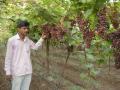 निर्यातक्षम द्राक्ष उत्पादित करून लाखो रु पयांचे उत्पन्न - Marathi News |  The income of millions of rupees by producing exportable grapes | Latest nashik News at Lokmat.com