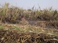 १२ एकर उसासह मोसंबीची झाडे जळाली - Marathi News | Moccoli trees burnt with 12 acres of sugarcane | Latest jalana News at Lokmat.com