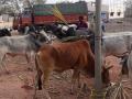 दोन ट्रकमधून जाणारी गुरे पकडली - Marathi News | Animals in 2 trucks caught by the police | Latest jalana News at Lokmat.com