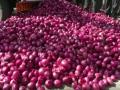 लाल कांदा ४१७५ रुपये - Marathi News | Red Onion Rs | Latest nashik News at Lokmat.com