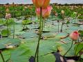 नांदूरमधमेश्वरच्या जलाशयात फुलले सहस्त्र कमळपुष्प - Marathi News | Thousands of lotus flowers bloomed in the reservoir of Nandurmadhameshwar | Latest nashik News at Lokmat.com