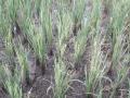 भात पिकांवर करपा रोगाचे संकट - Marathi News | Crisis of taxa on rice crops | Latest nashik News at Lokmat.com