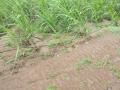 गिरणाच्या पूरपाण्यामुळे शेती संकटात - Marathi News | Agricultural distress caused by mill supply | Latest nashik News at Lokmat.com