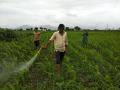 पावसाने उघडीप दिल्याने शेतकामांना वेग - Marathi News |  Speeding up the fields due to rain | Latest nashik News at Lokmat.com