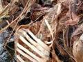 वडाळकर वस्तीजवळील शेतात सापडला मानवी सांगाडा - Marathi News | A human skeleton was found in a field near Wadalkar settlement | Latest nashik News at Lokmat.com
