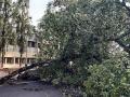 परभणी : आणखी एक झाड कोसळले - Marathi News | Parbhani: Another tree collapses | Latest parabhani News at Lokmat.com