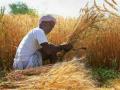 शेतकरी, शेतमजूर वर्गाला लसीकरण करण्याची मागणी - Marathi News | Demand for vaccination of farmers, agricultural laborers | Latest nashik News at Lokmat.com