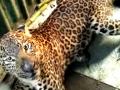 पाथरे येथे बिबट्या जेरबंद - Marathi News |  The leopard pierced at the pothre | Latest nashik News at Lokmat.com