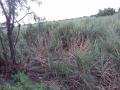 ऊसावर आलेल्या तांबेरी रोगामुळे शेतकरी चिंतेत  - Marathi News | Farmers worried over sugarcane blight | Latest ahilyanagar News at Lokmat.com