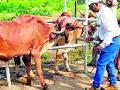 लम्पी कोपात लसीकरणासाठी गोपालकांचा हंबरडा - Marathi News | Humbarda of cowherds for vaccination in Lampi Kopat | Latest vardha News at Lokmat.com