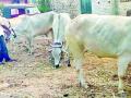 शेतकऱ्यांकडून बैलजोडीलाच पसंती - Marathi News | Farmers prefer the bullock | Latest vardha News at Lokmat.com