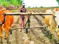 वणी तालुक्यात खरिपाची ३० टक्के पेरणी संकटात - Marathi News | In Wani taluka, 30 percent of sowing in Kharif sowing crisis | Latest yavatmal News at Lokmat.com