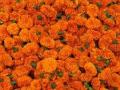 झेंडूचे कॅरेट अवघे १०० रुपयांना - Marathi News | A carat of marigold costs only Rs | Latest nashik News at Lokmat.com