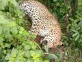 चंद्रपूर जिल्ह्यात बिबट मृतावस्थेत आढळला - Marathi News | Dead Leopard was found in Chandrapur district | Latest chandrapur News at Lokmat.com