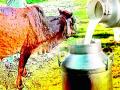 बिनधास्त प्या आता गाईचे शुद्ध दूध; ‘लम्पी’चा संकलनावर परिणाम नाहीच - Marathi News | Drink pure cow's milk now without compromise; 'Lumpy' has no impact on collections | Latest vardha News at Lokmat.com