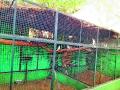 वनविभाग साकारणार ‘ट्रान्झिट ट्रिटमेंट’ केंद्र - Marathi News |  Transit Treatment Center to be implemented in the Forest Department | Latest nashik News at Lokmat.com