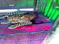 औरंगपूर येथे बिबट्या वनविभागाने लावलेल्या पिंजºयात - Marathi News | The cage planted by the Leopard Forest Department at Aurangpur | Latest nashik News at Lokmat.com