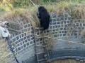 विहिरीत पडलेल्या अस्वलाला 'वन्यजीव'कडून जीवनदान - Marathi News | 'Wildlife' gives life to a bear lying in a well | Latest yavatmal News at Lokmat.com