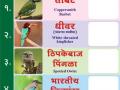 वर्ध्यात शहर पक्ष्याची निवडणूक; स्वातंत्र्यदिनी होणार महामतदान - Marathi News | City bird elections in Wardha on Independence day | Latest vardha News at Lokmat.com