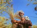 सांगा पीएम साहेब...! शेतकऱ्यांचे उत्पन्न दुप्पट कसे होणार? - Marathi News | Tell PM ... How can farmers' incomes will double? | Latest vardha News at Lokmat.com