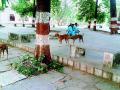 मनोरुग्णांचा जीव कुत्र्यांमुळे धोक्यात - Marathi News | Manic poaching threatens dogs | Latest nagpur News at Lokmat.com