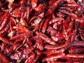 ‘भिवापुरी’ मिरचीच्या उत्पादन वाढीसाठी संशोधन! - Marathi News | Research for the growth of 'Bhivapuri' chilli production! | Latest nagpur News at Lokmat.com