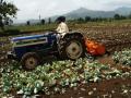 एक एकर कोबी पिकावर फिरविला रोटर - Marathi News |  Rotor rotated on one acre cabbage crop | Latest nashik News at Lokmat.com