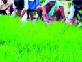 शेतकऱ्यांना ६८ कोटींचा पीक विमा - Marathi News | 3 crore crop insurance for farmers | Latest bhandara News at Lokmat.com