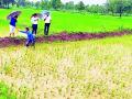 धान पिकाच्या नुकसानीची पाहणी - Marathi News | Monitoring of crop crop damage | Latest bhandara News at Lokmat.com