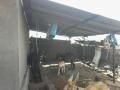 राजापूरला चारा टंचाईने पशुपालक हैराण - Marathi News | Due to the scarcity of cattle feed in Rajapur, cattle breed | Latest nashik News at Lokmat.com