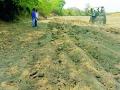 नदी पात्रात पालिकेकडून नांगरणी - Marathi News | Plow plowing in river banks | Latest chandrapur News at Lokmat.com