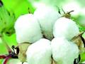 बाजारपेठेअभावी कापूस परप्रांतात - Marathi News | Cotton in the province due to lack of markets | Latest chandrapur News at Lokmat.com