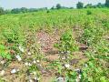जिल्ह्यातील कापूस उत्पादक शेतकऱ्यांपुढे दुहेरी संकट - Marathi News | A double crisis on the cotton producing farmers in the district | Latest chandrapur News at Lokmat.com