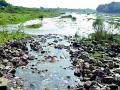 इरई नदीचे जलस्त्रोत प्रदूषित - Marathi News | Ira river water pollution is polluted | Latest chandrapur News at Lokmat.com