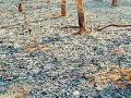 मूरपार जंगलात आग - Marathi News | Fire in the forest | Latest chandrapur News at Lokmat.com