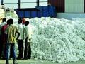 कापूस बाजारपेठेचे गतवैभव प्राप्त - Marathi News | Cotton market has achieved the ultimate goal | Latest chandrapur News at Lokmat.com