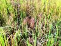 पावसाअभावी धान पीक संकटात - Marathi News | Paddy crop due to lack of rain | Latest chandrapur News at Lokmat.com
