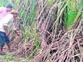 १०० किमी प्रवास करून तो करतोय शेती - Marathi News | He travels 100 km and does farming | Latest chandrapur News at Lokmat.com
